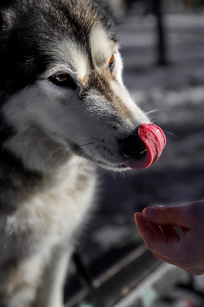 黑白西伯利亚哈士奇犬